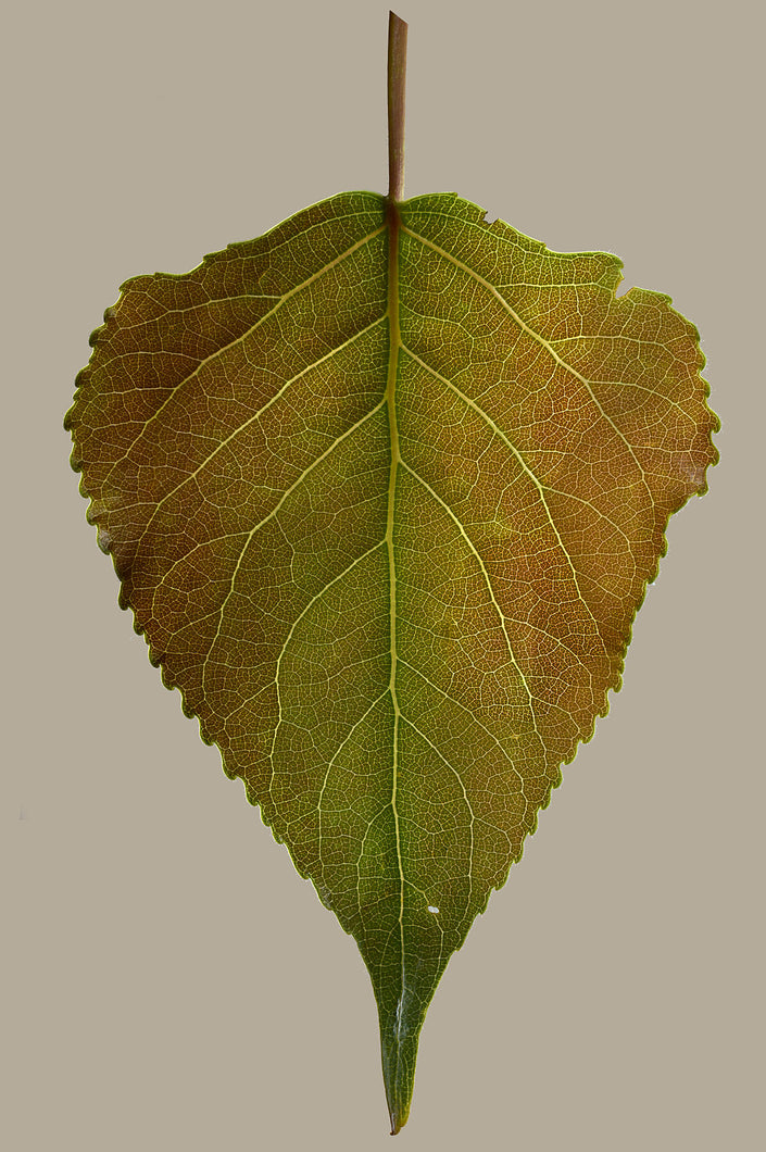 9315508