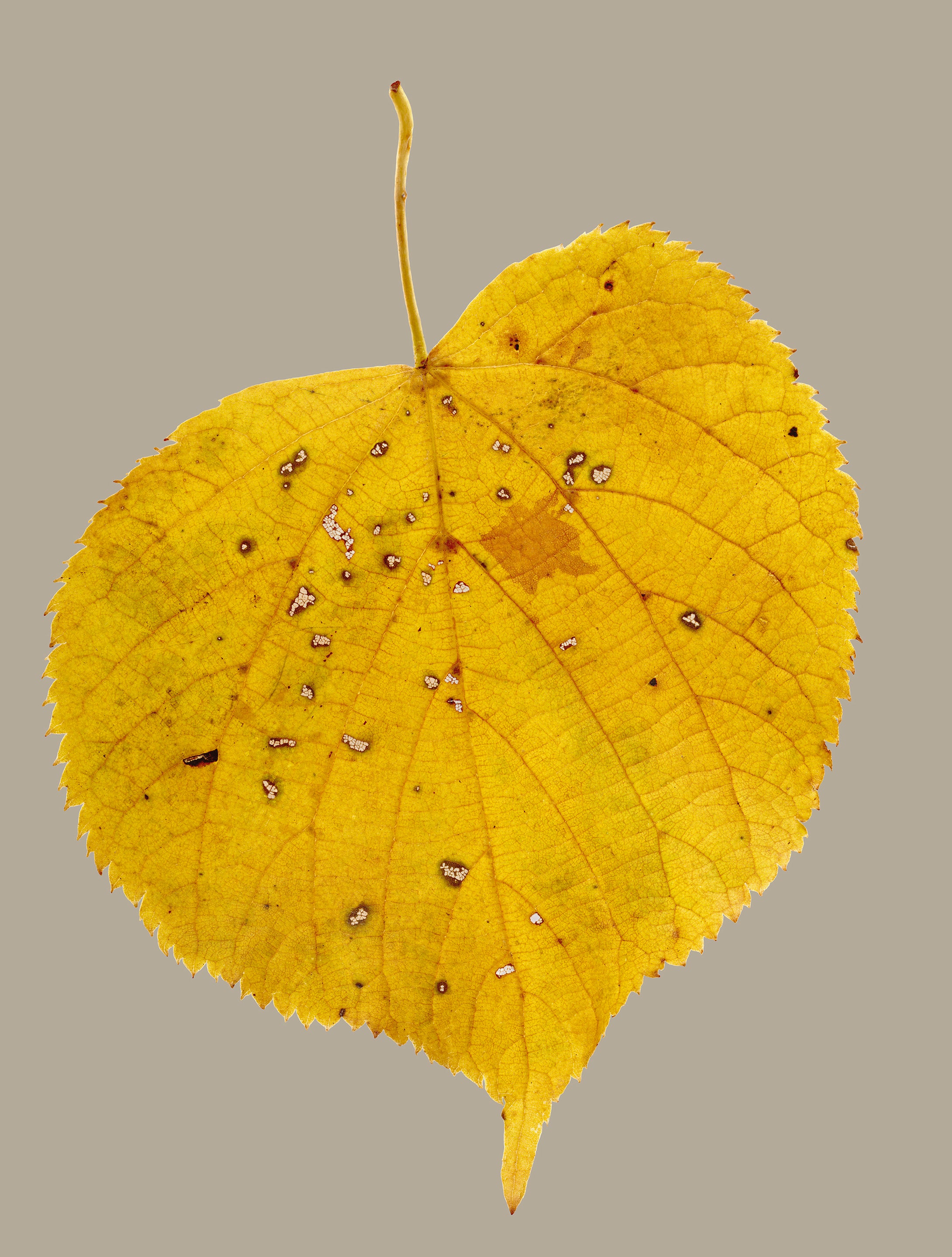 Morphology ORIGINAL: Genus Tilia (Golden)