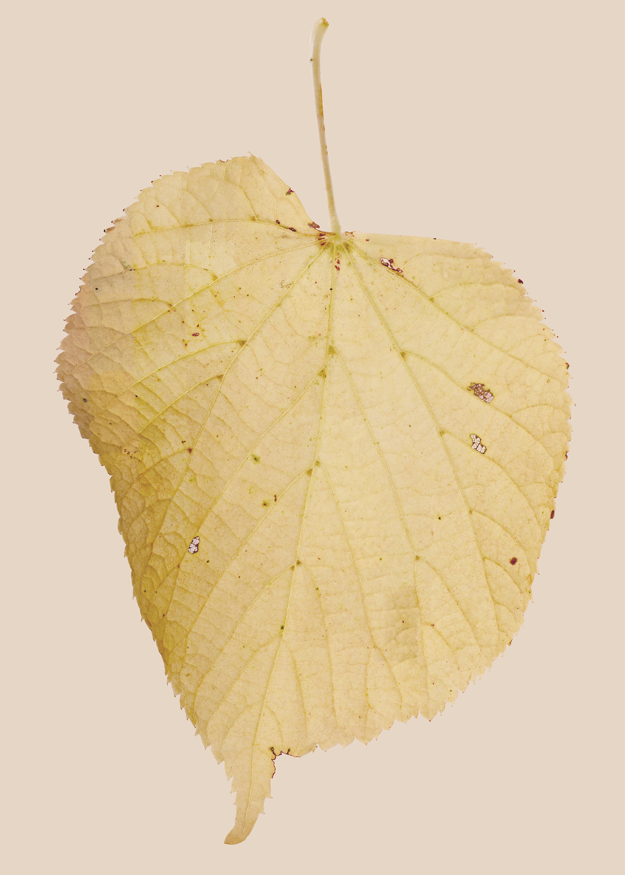 Morphology Original: Tilia white senescence
