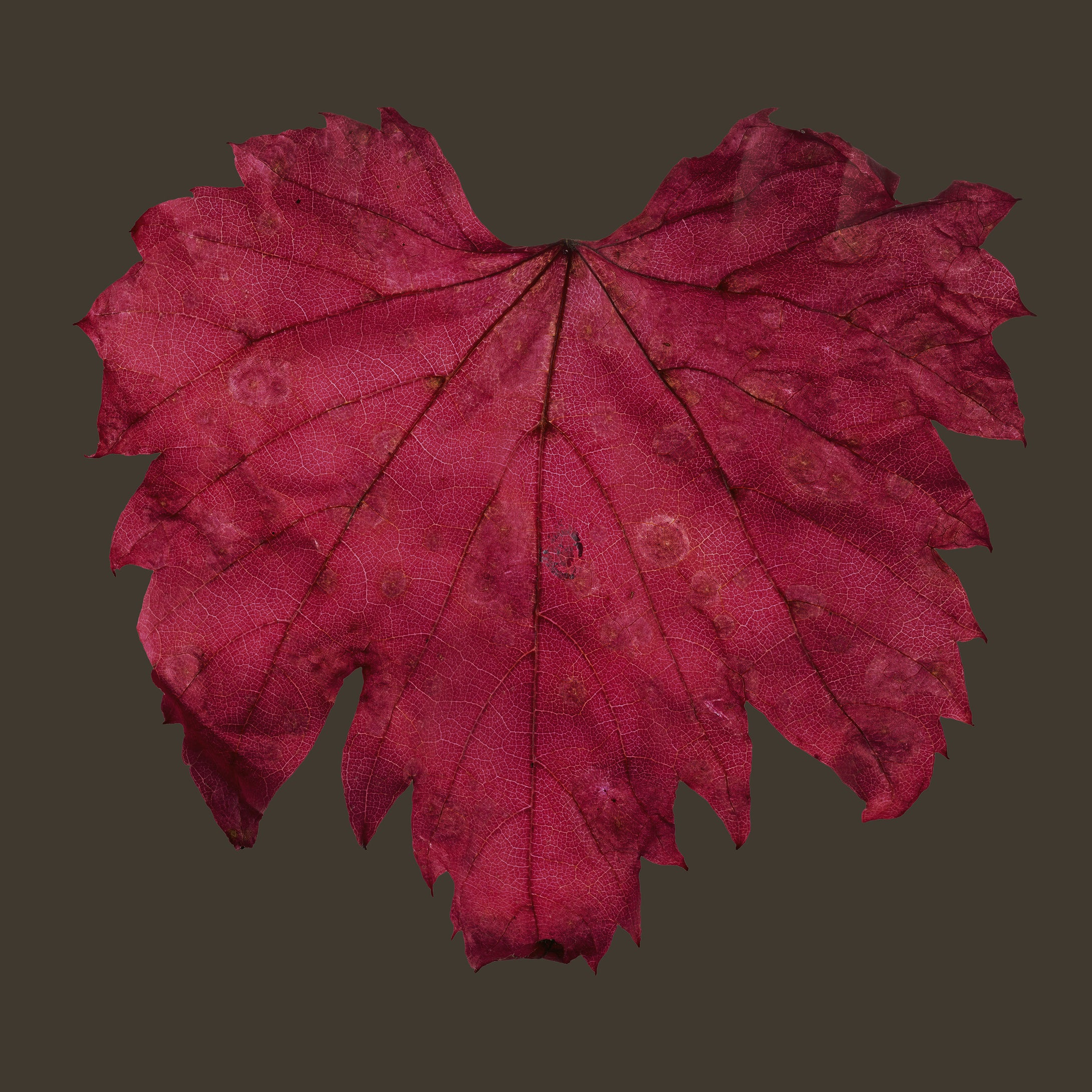 Morphology Print Series: Autumn Maple.