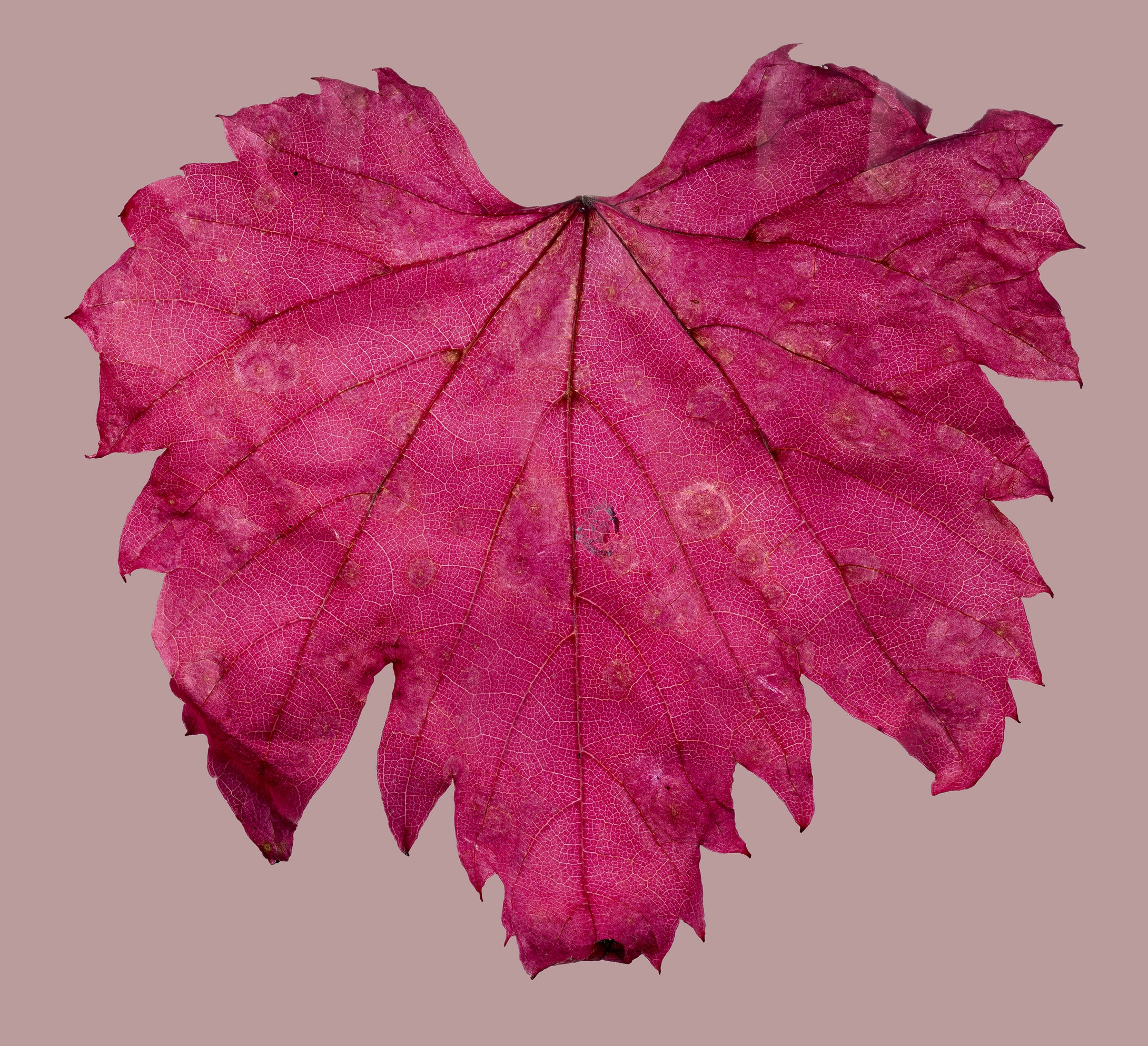 Morphology Print Series: Autumn Maple.