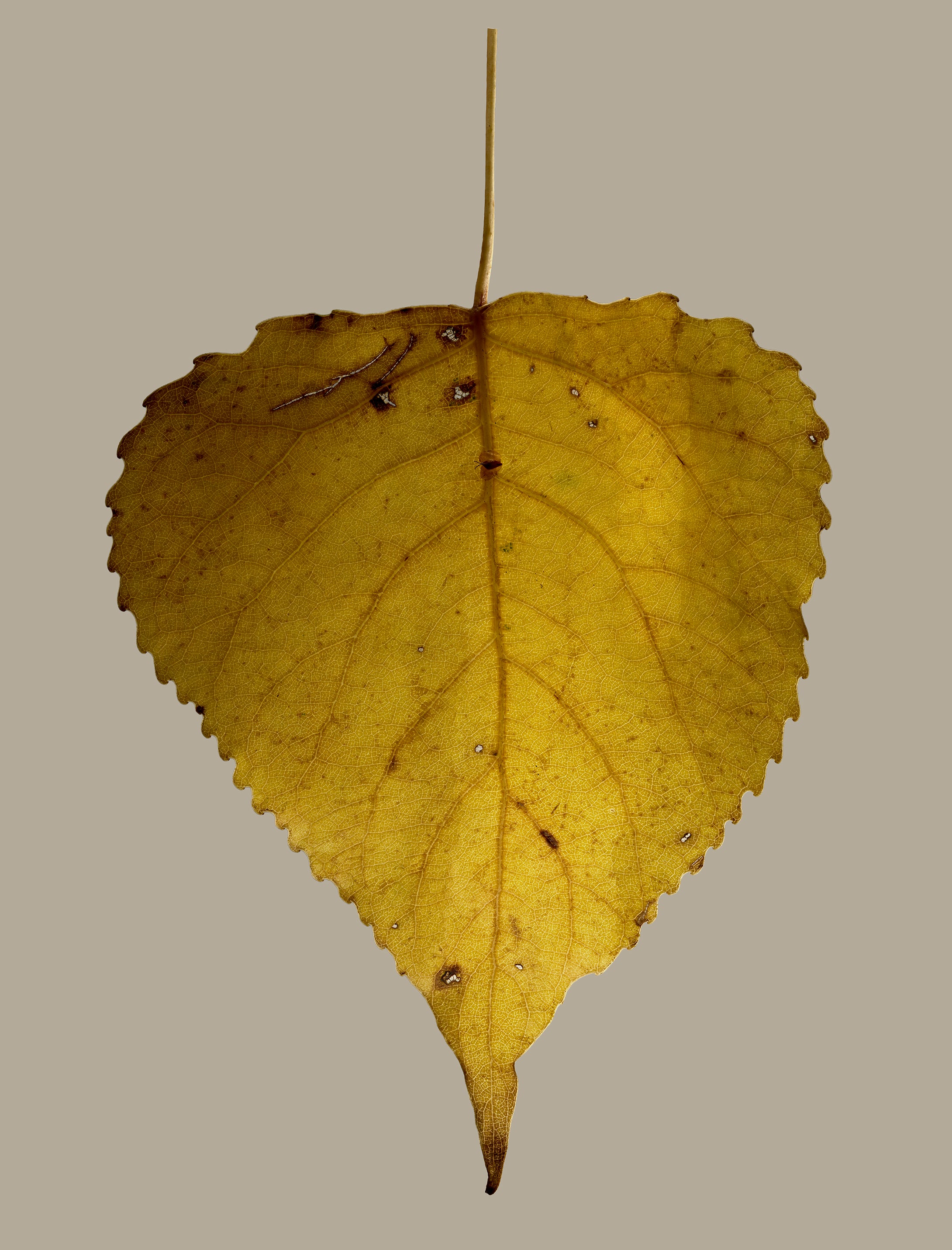 Morphology Original: Populus Nigra senescence.