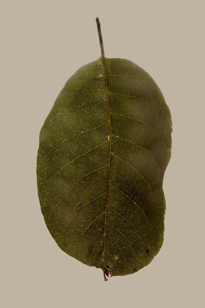 9315561