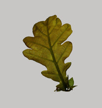 Load image into Gallery viewer, Oak/Quercus robur
