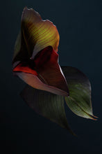 Load image into Gallery viewer, Phytology: Canna Lilly, Canna Indica.
