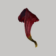 Load image into Gallery viewer, Phytology: Poppy/Papaver rhoeas
